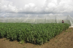 17. ensayo solibam 1 abril