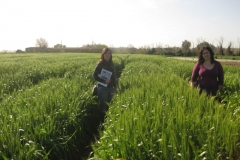 18. tomando datos en trigo