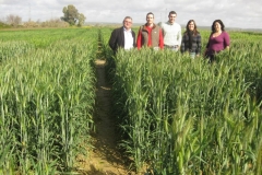 19. tcnicos con triticale