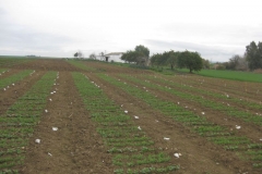 2. vivero guisantes abstress