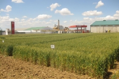 20. bandas en campo de tejada