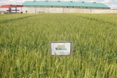 21. conil en cooperativa tejada