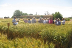 25. explicando ensayos trigo