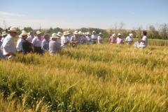 26. ensayos trigo harinero