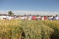 27. en ensayos triticale