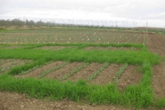 3. ensayo solibam 5.1