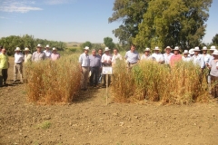 31. ensayos avenasin