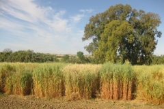 32. ensayos de avena