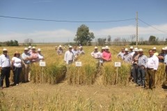 33. visita a bandas comerciales de agrovegetal