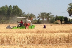 38. cosecha de prebases en tejada