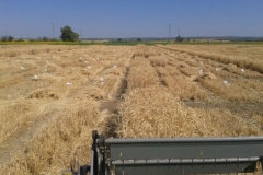 39. cosecha de ensayos en tejada