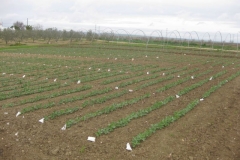 4. ensayo solibam 5.2