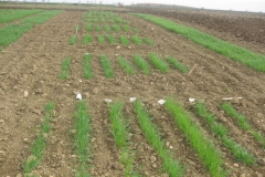 5. vivero avenasin
