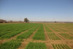 8. ensayos en dos fechas de siembra