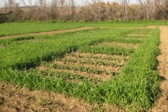 9. ensayo solibam 5.1