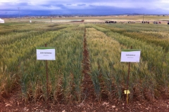 04 don norman en ensayo zaragoza