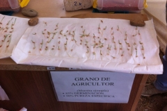 06 grano agricultor