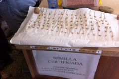 07 semilla certificada