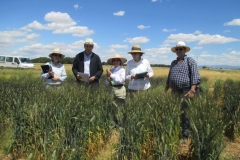 14 seleccionando en vivero irta-agrovegetal