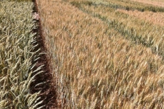 15 trebujena en lleida