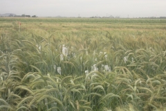 18. cruzamientos en triticale
