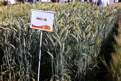 19. nuevo triticale