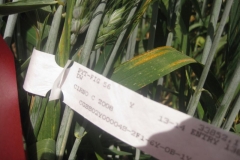 20. cirno con roya amarilla