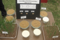 21. nuevas variedades de duros inifap