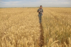 23. ensayos de seleccin con sequa