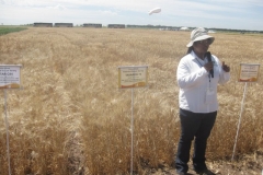 24. ensayos con sequa