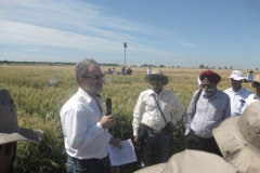 25. hans braun explica programa cimmyt