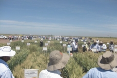 29. multitud visitando cimmyt