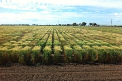 7. ensayos cimmyt