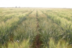 8. ensayo trigo duro