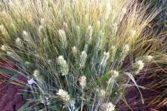 9. trigo duro en sonora