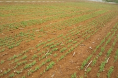 1. ensayos de guisante naciendo