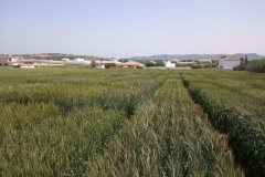 10. ensayos de triticale espigados