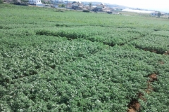 11. garbanzo madurando