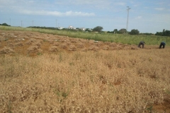 13. cosechando el guisante