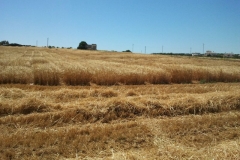 14. cosecha del cereal