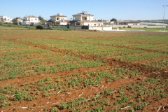 2. ensayos e guisante