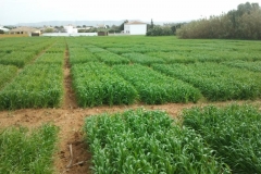 3. ensayos de trigo en febrero