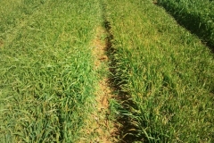 4. enfermedades en cebada