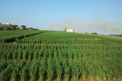 6. vivero de nuevas variedades de trigo