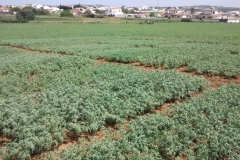 7. ensayo de garbanzo en floracin