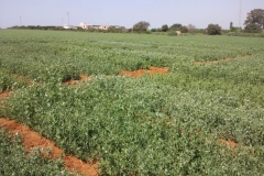 8. ensayo de guisante en floracin