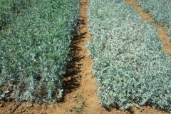 9. oidio en guisante