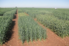 2. variedad con roya amarilla