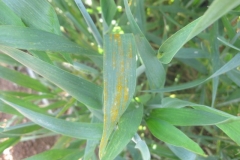 3. primeros sntomas de roya amarilla