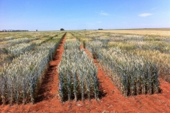 5. ensayos de triticale